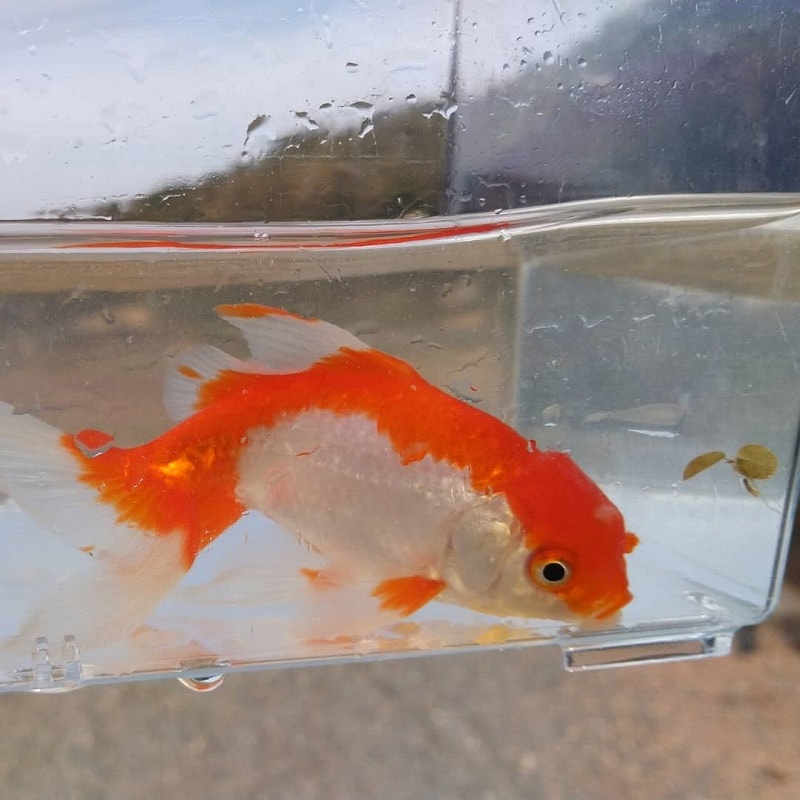 販売品種一例