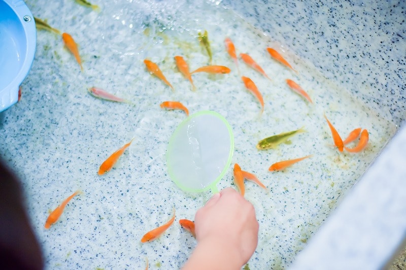 金魚すくい